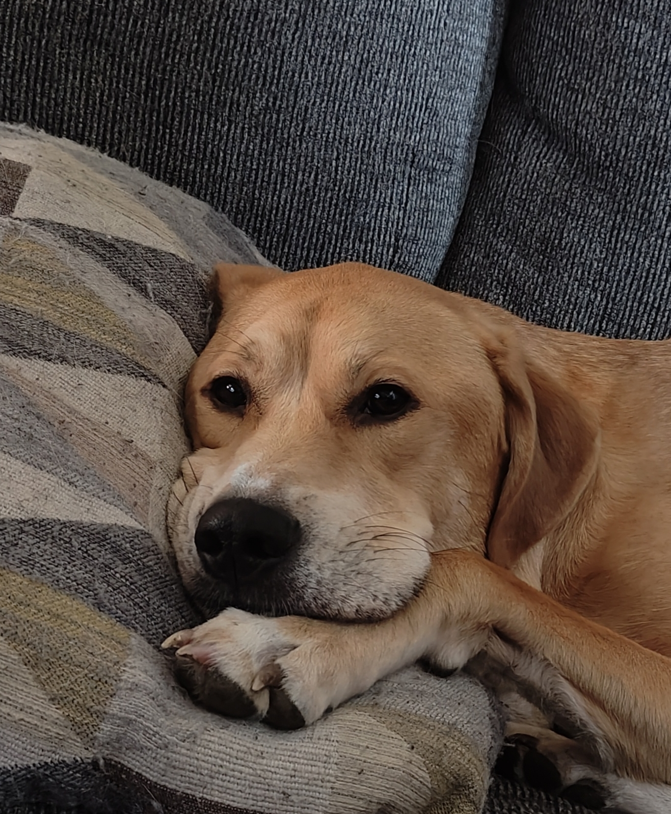 user avatar image for Goot Goot