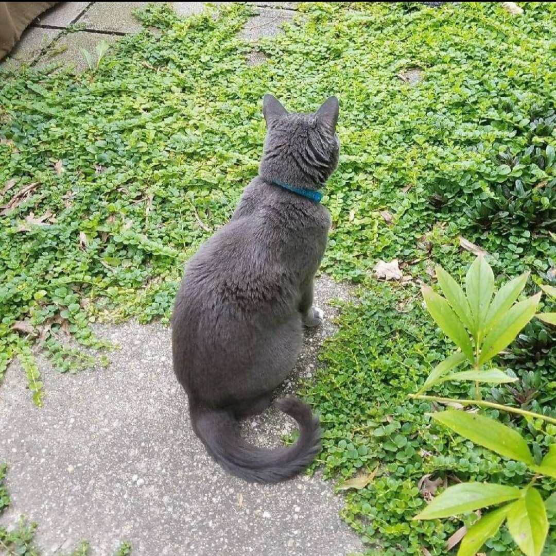 user avatar image for Catronia Bast 