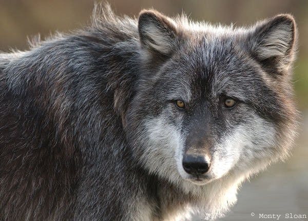 user avatar image for Greywolfe