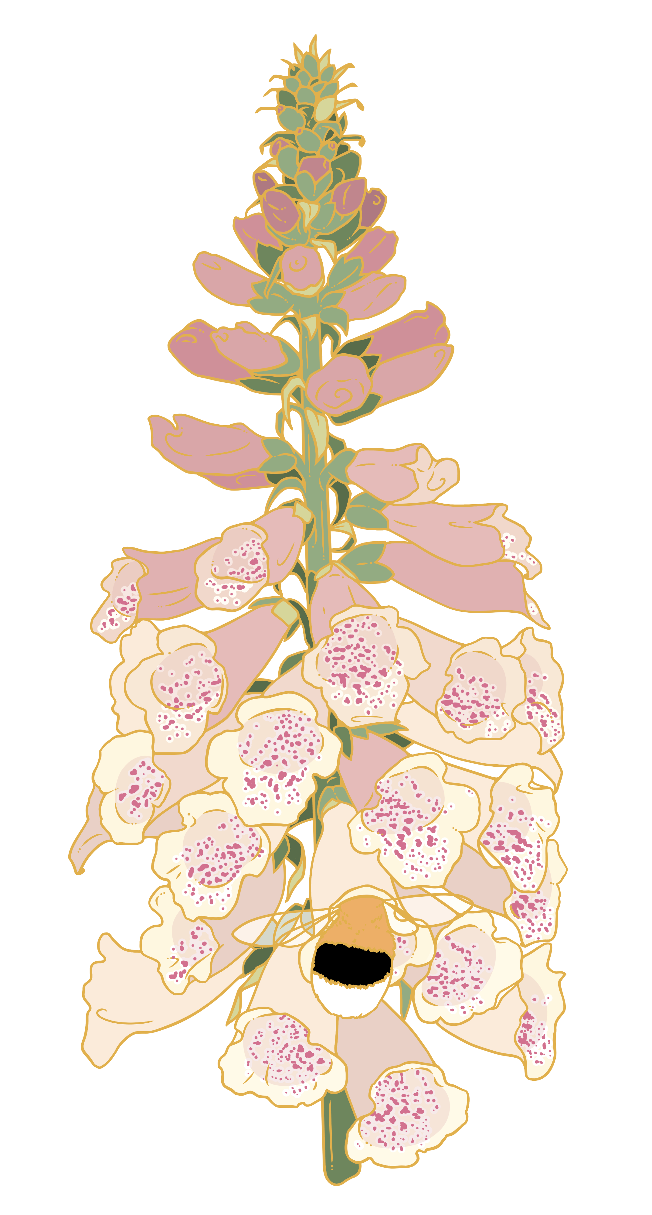Dalmatian Peach Foxglove Large Pin	