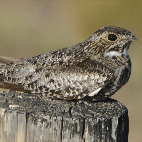 Common Nighthawk