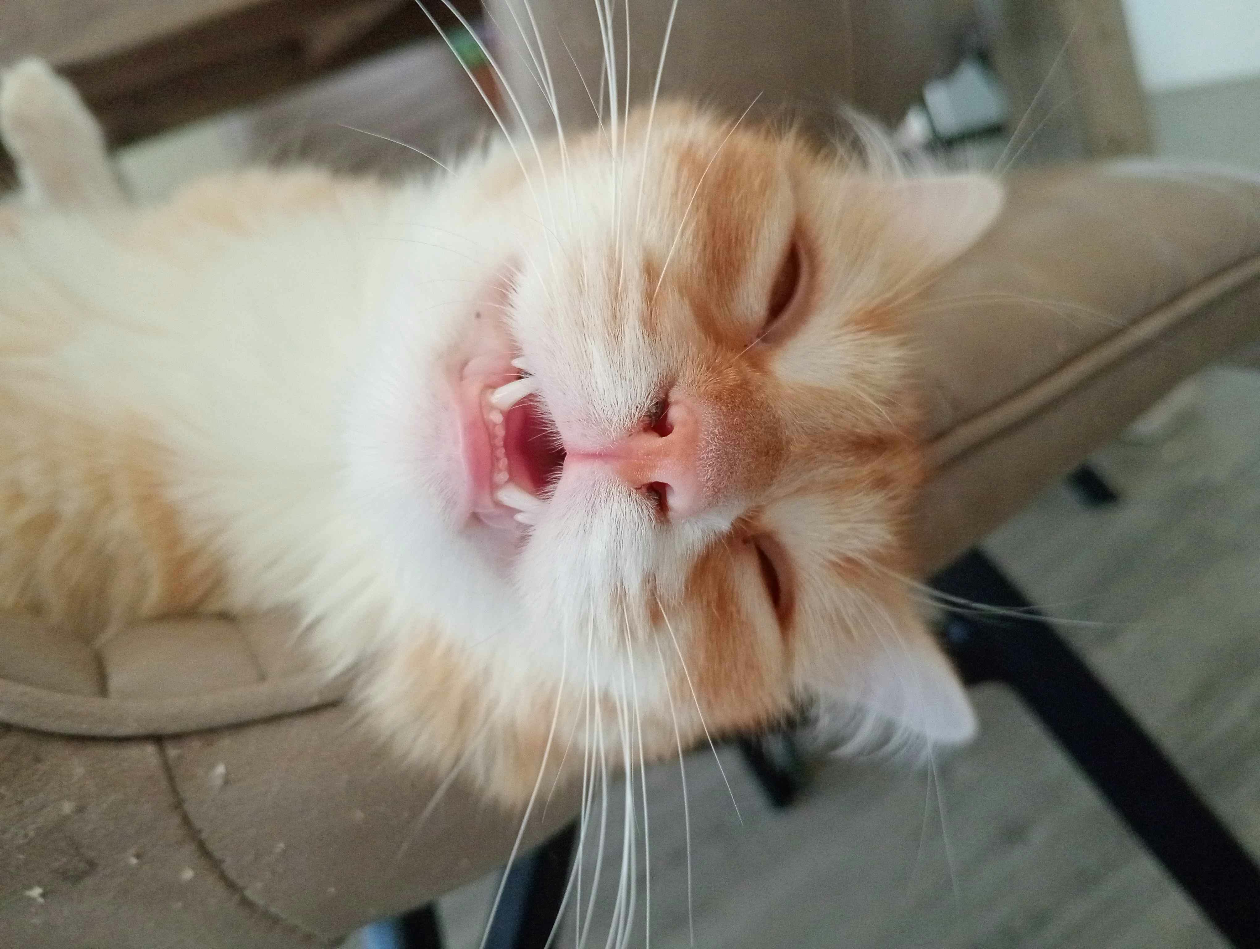 user avatar image for tacos