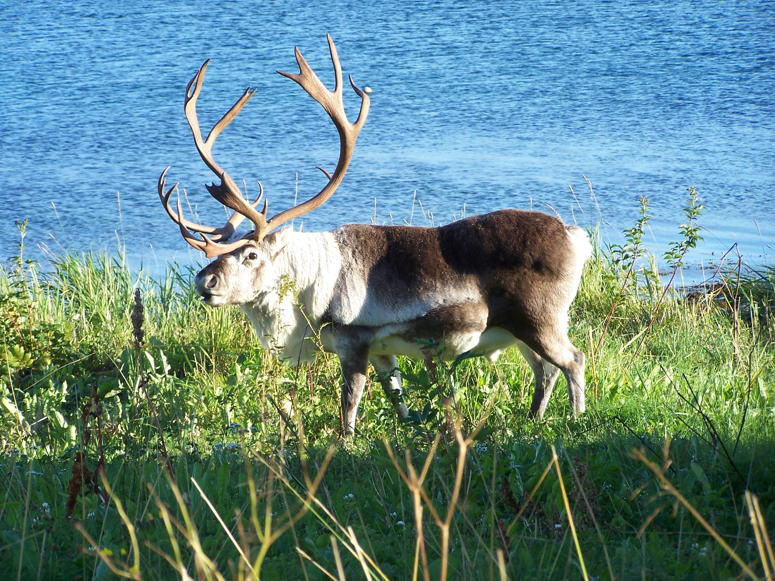 user avatar image for Kaerya