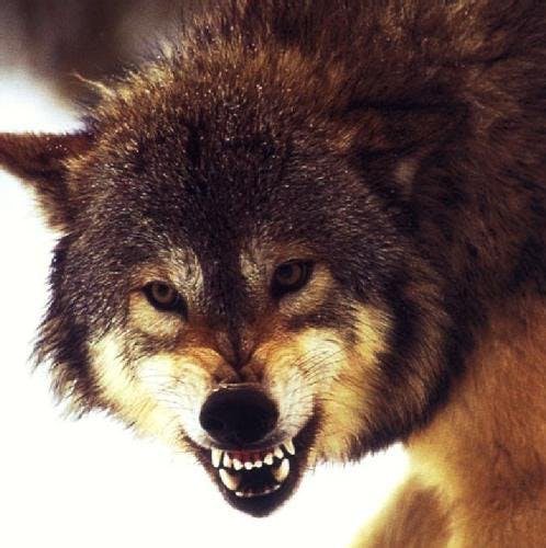 user avatar image for Mark Strazhari