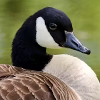 Canada Goose