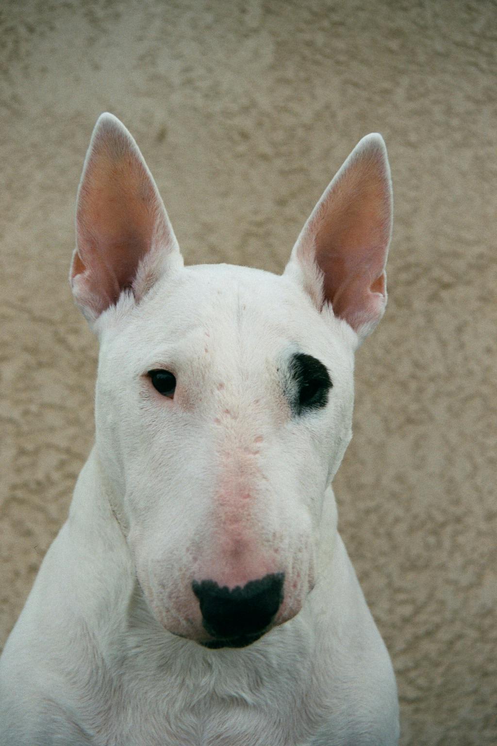 user avatar image for Springerhog65