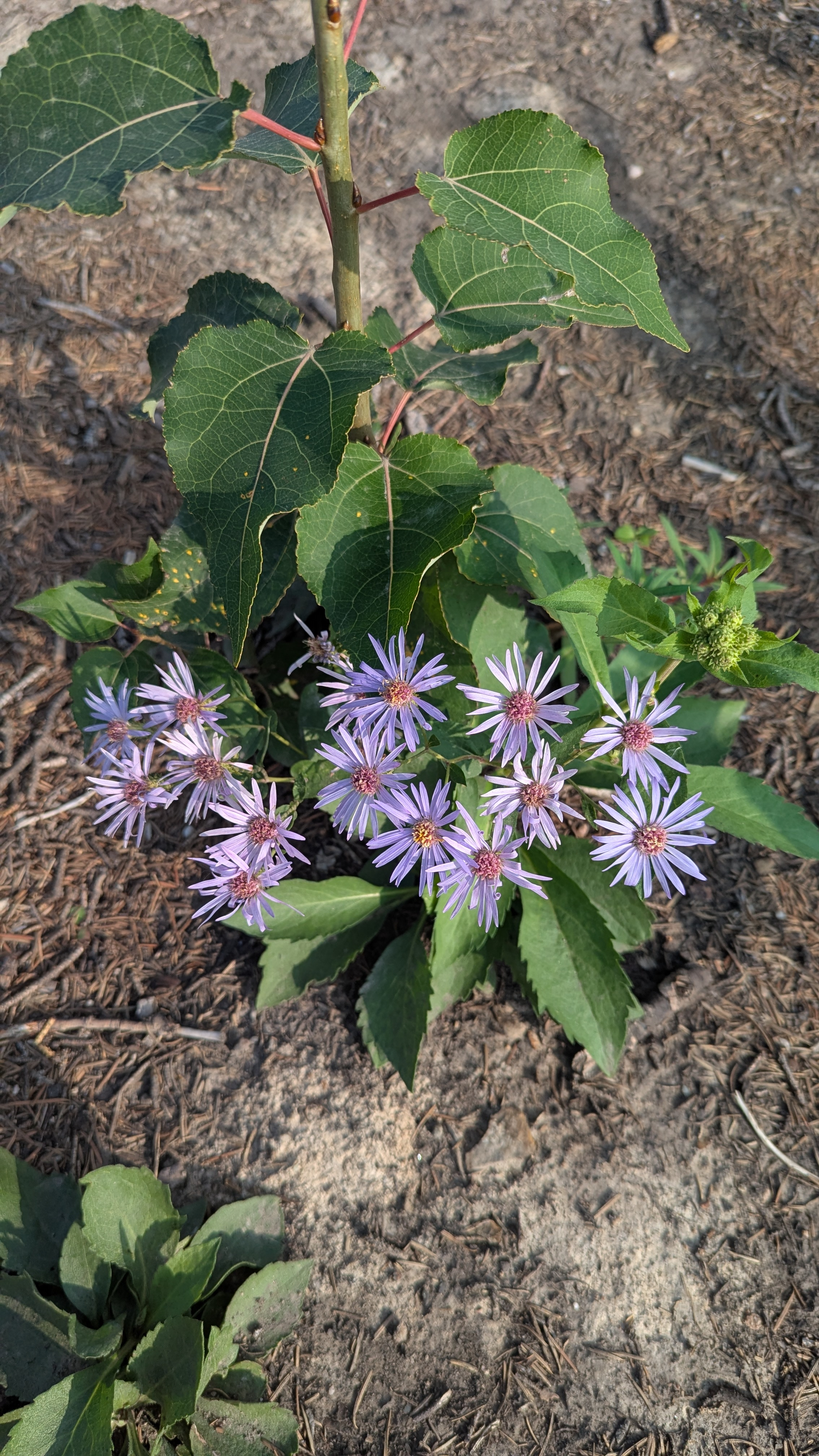 user avatar image for Tracee