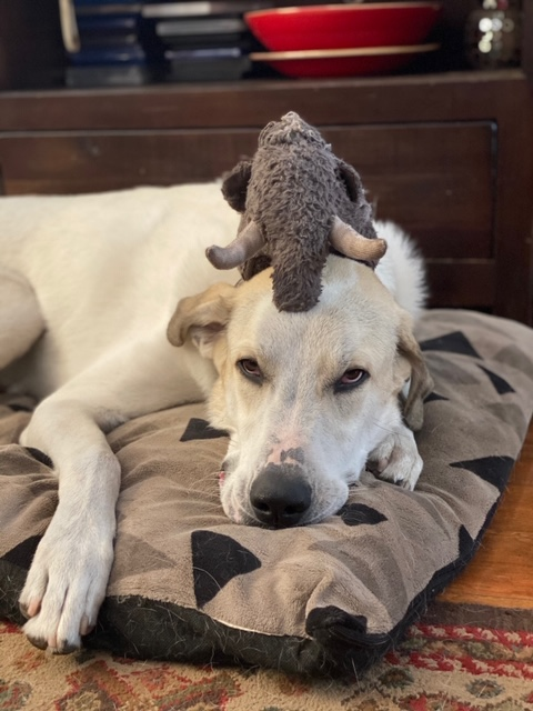 user avatar image for Qkdeb