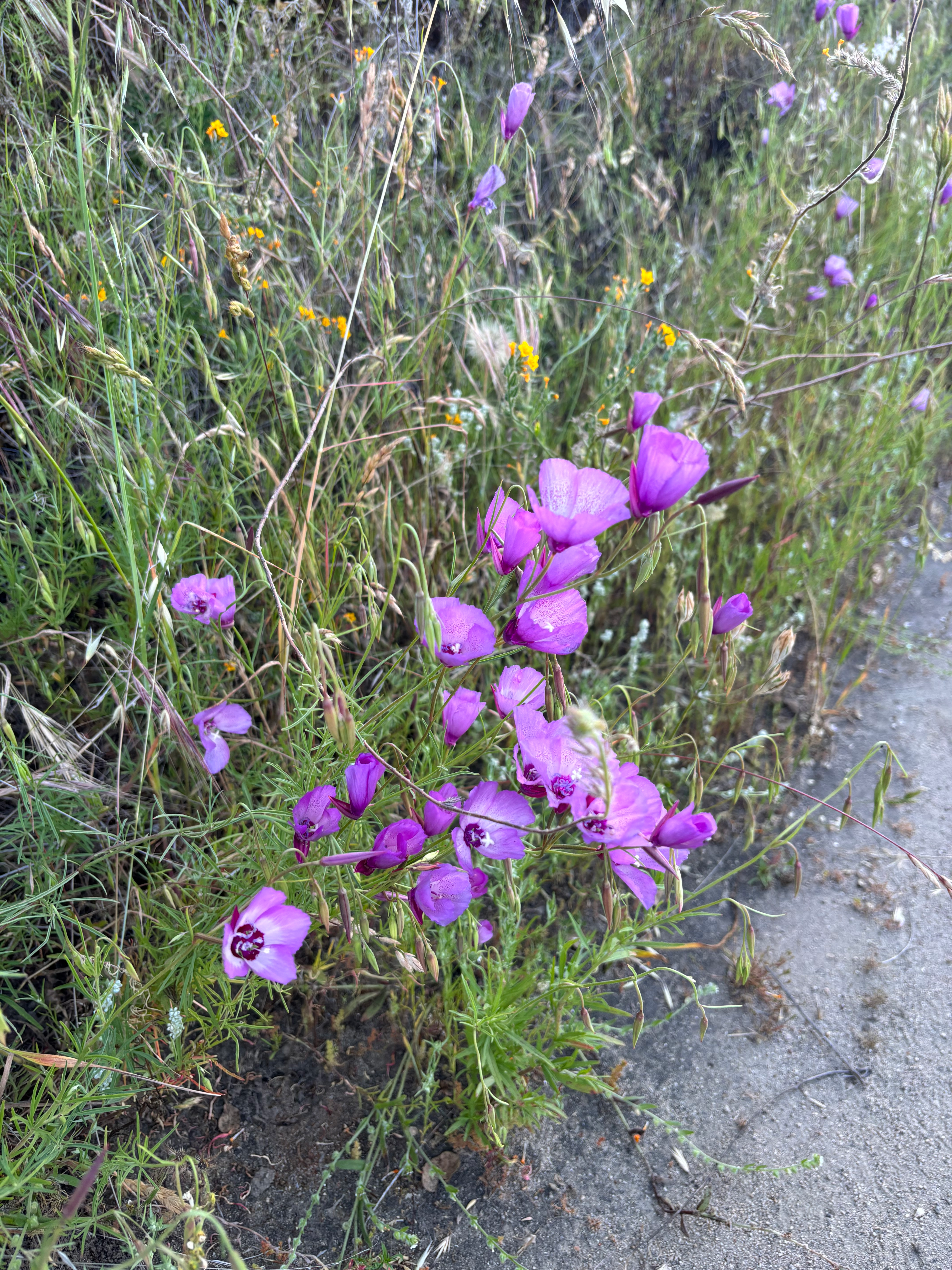 user avatar image for charli