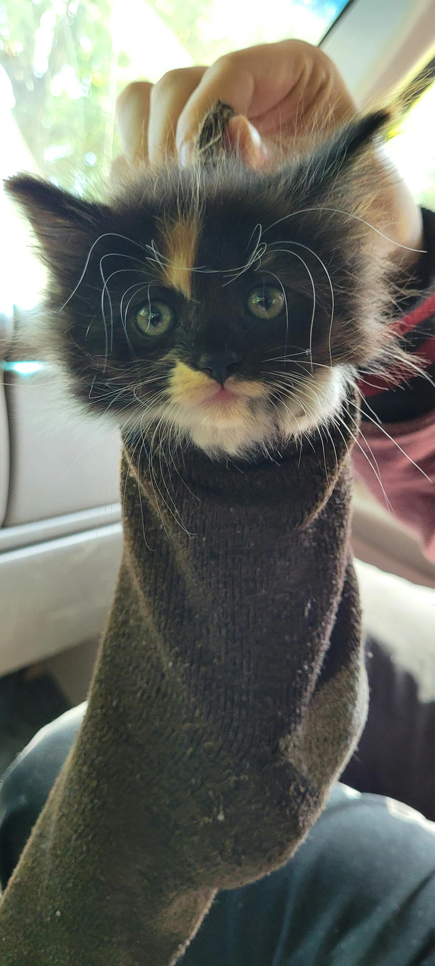 user avatar image for Toad