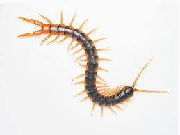 Centipede