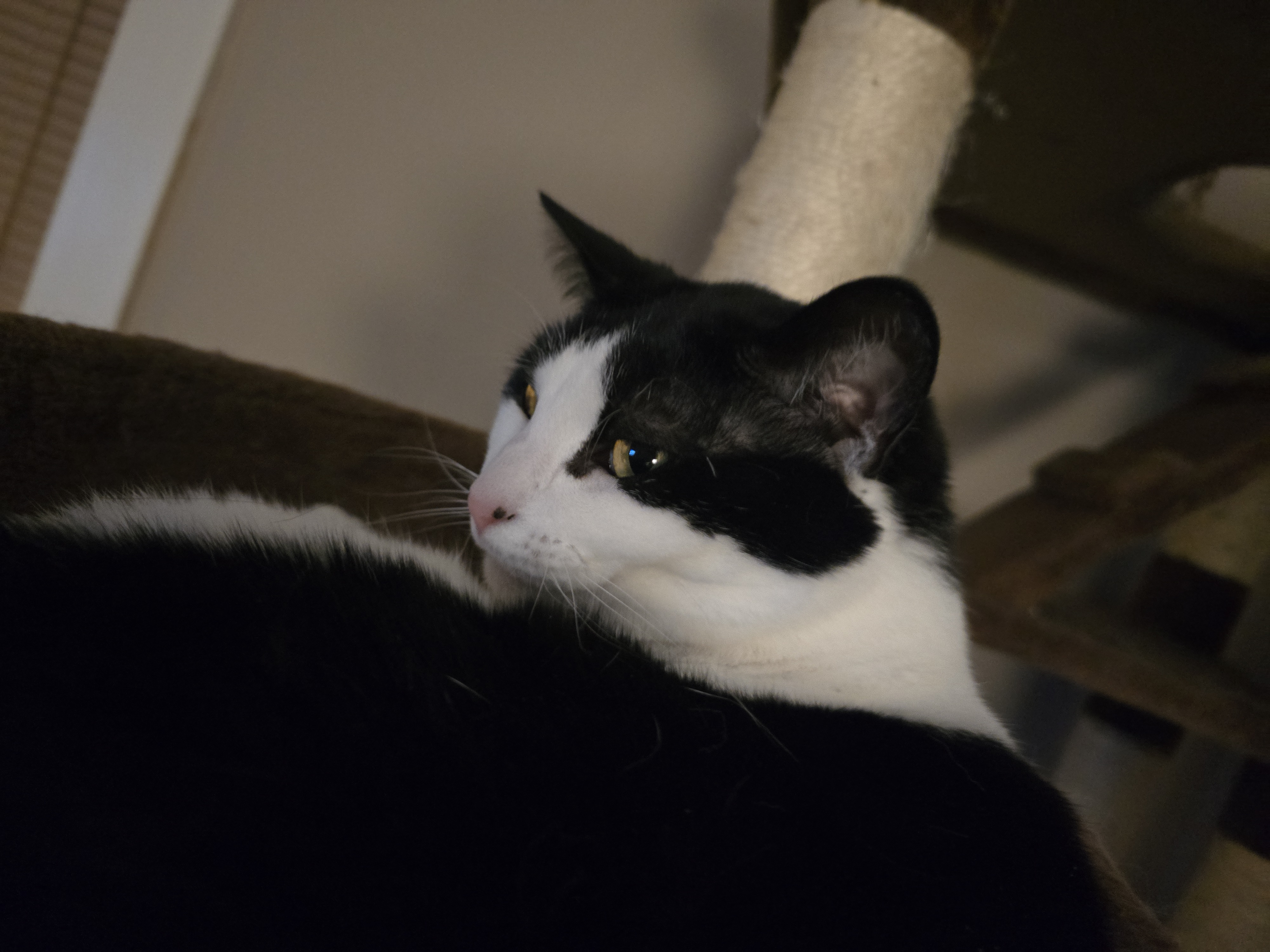 user avatar image for Legatusia