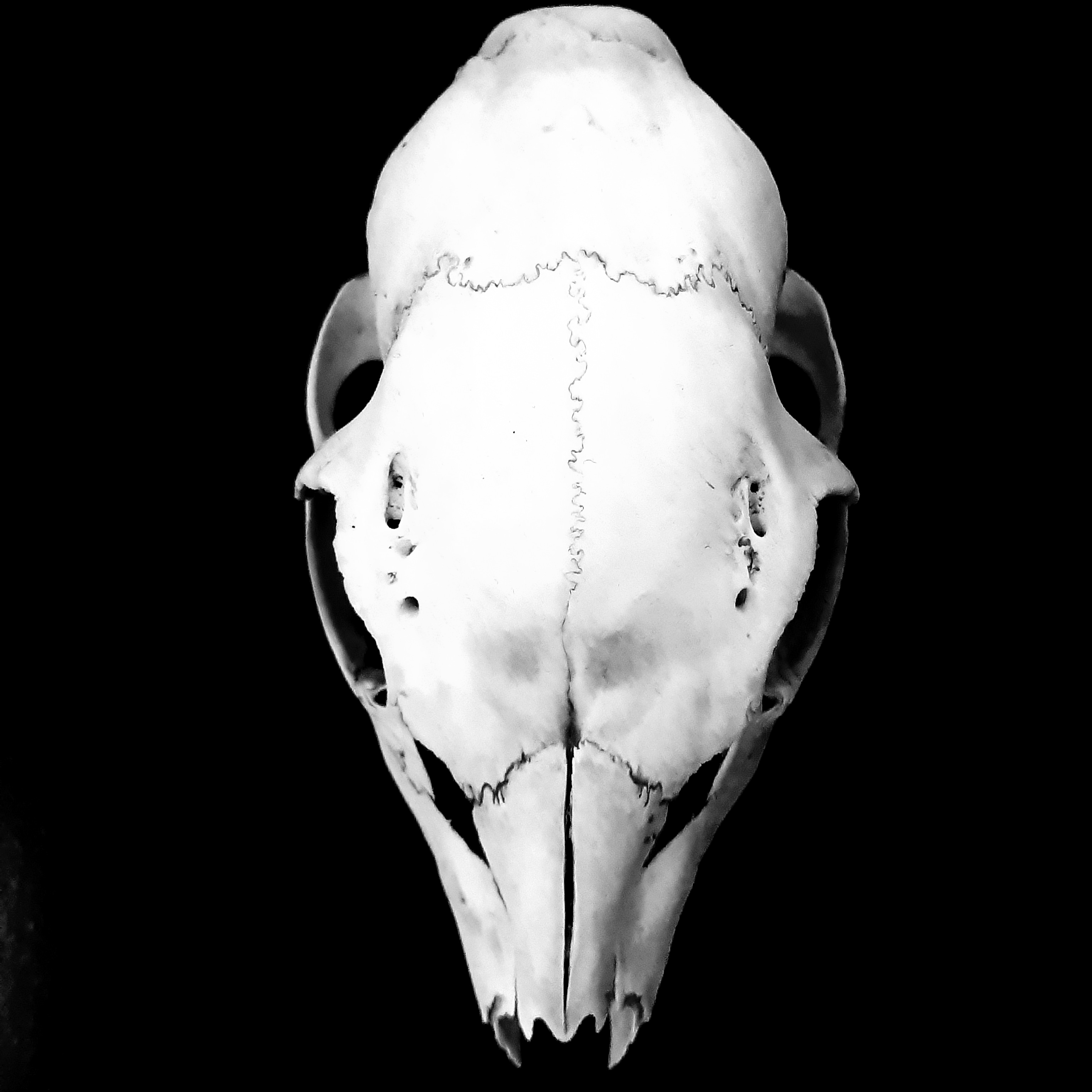 user avatar image for Ignitae