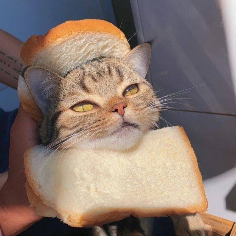 user avatar image for petAlex