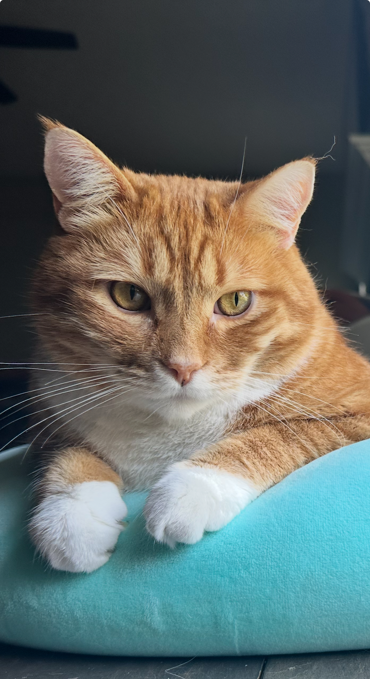 user avatar image for Sah11