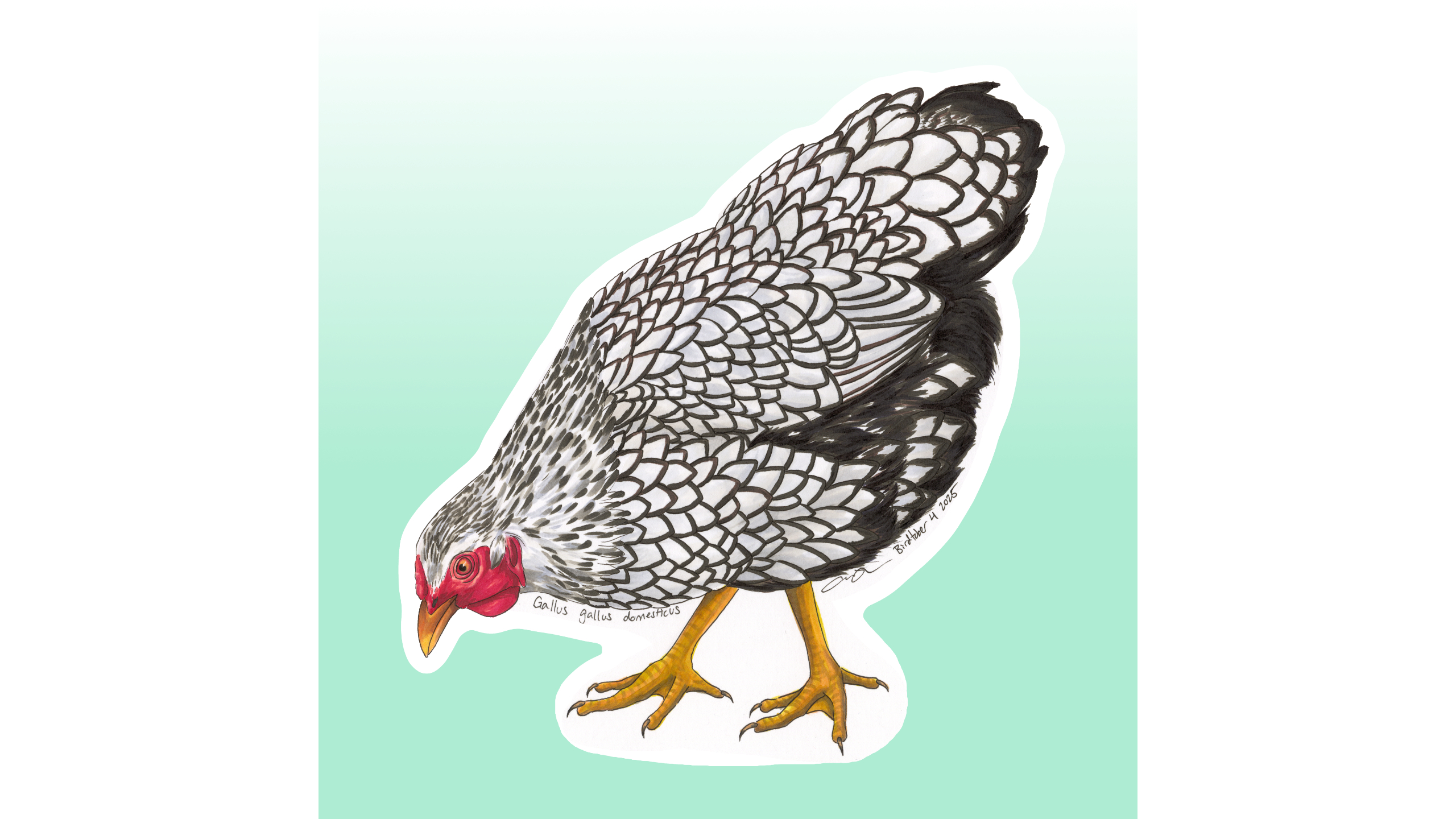 Wyandotte Chicken Sticker Design