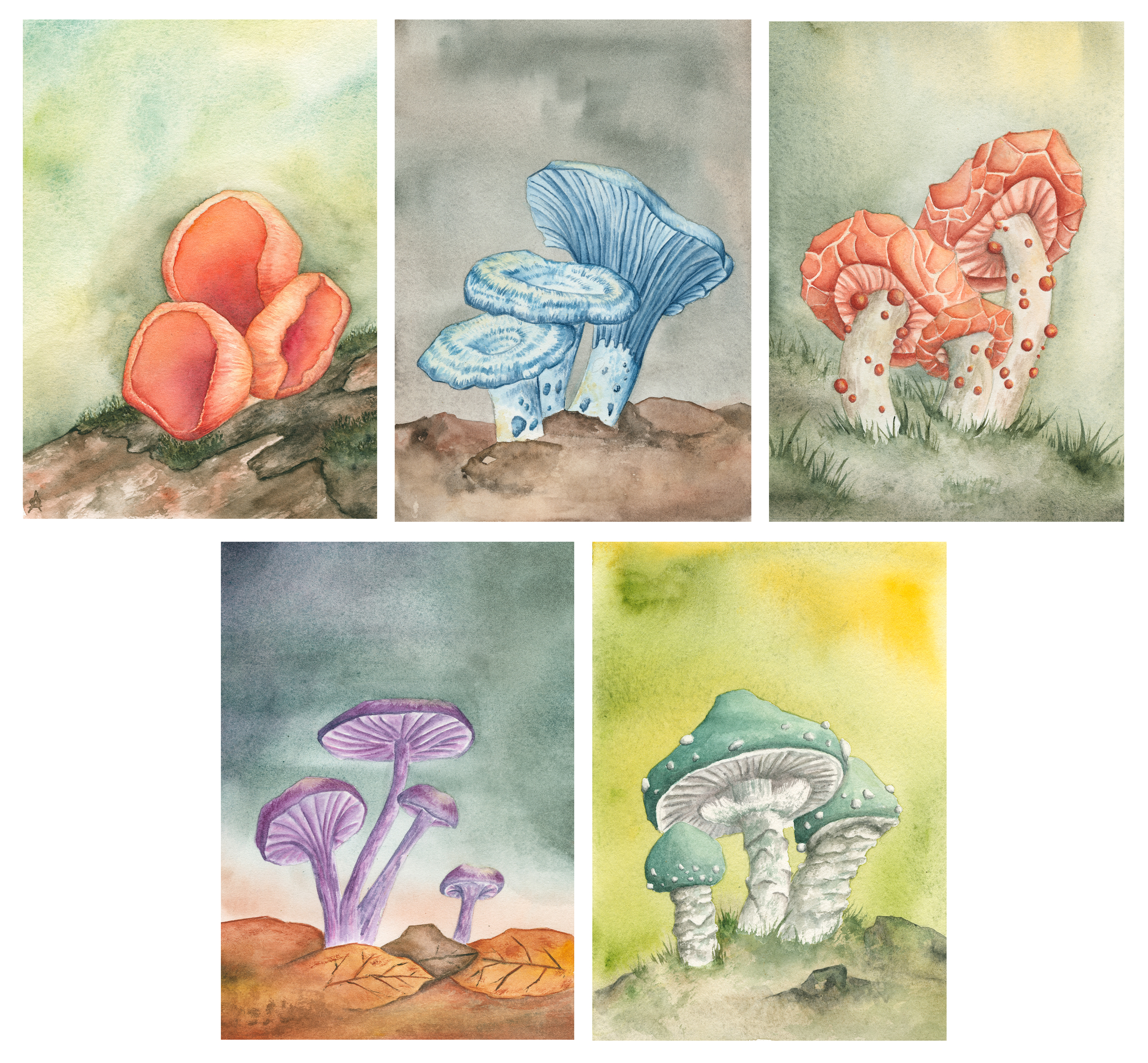5x Colourful Mushrooms Art Print - Full set