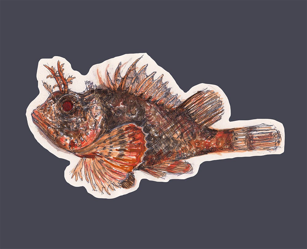 Plumed Scorpionfish