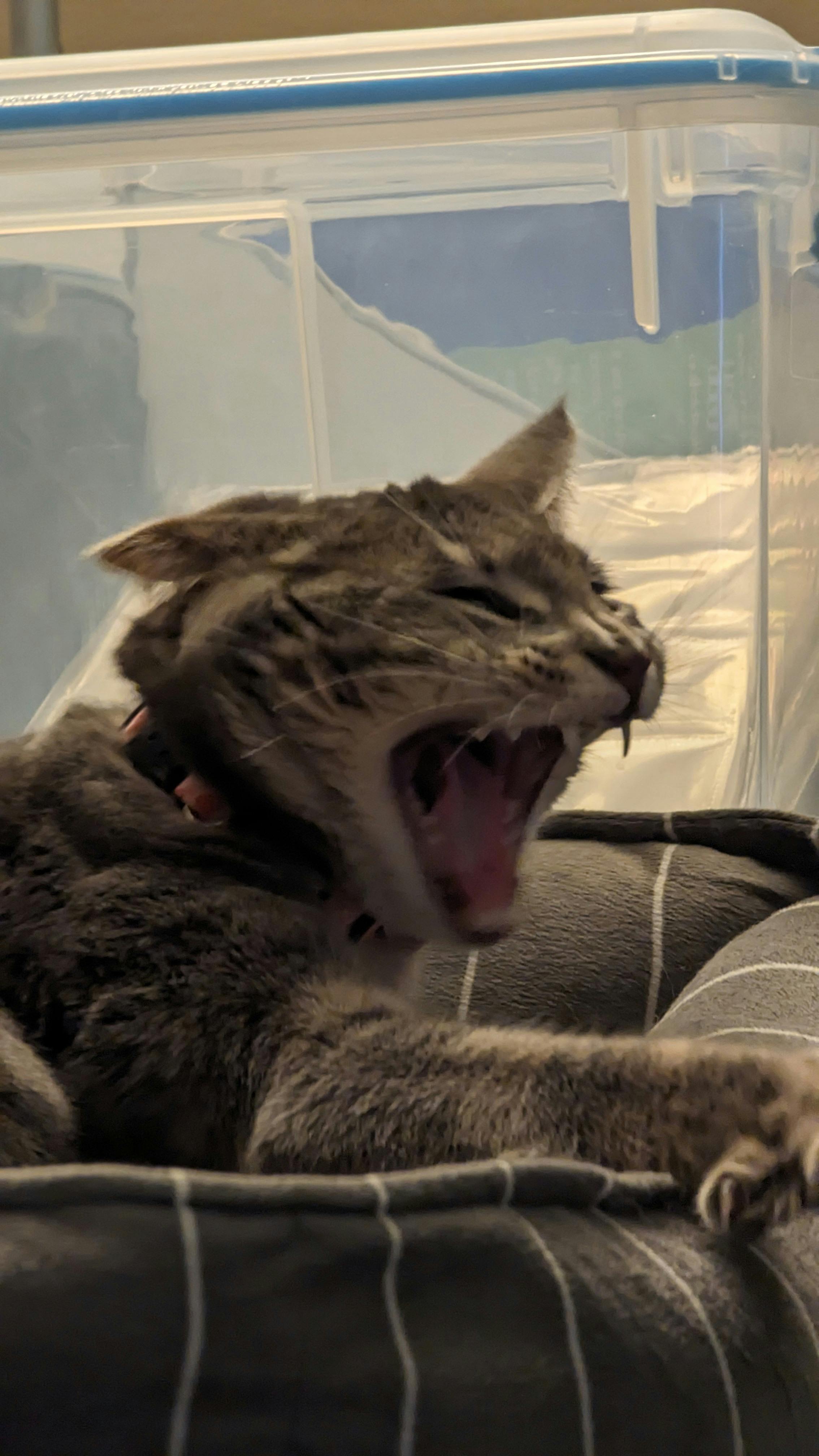 user avatar image for Katmai Storm 