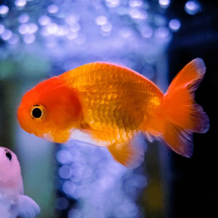 user avatar image for idontevendrinkpepsi