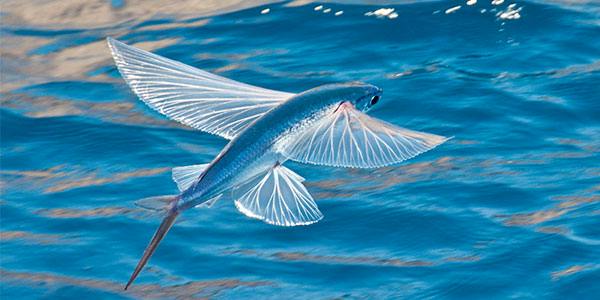 Flying Fish (Clear + Shiny Blue Cold Stamp)