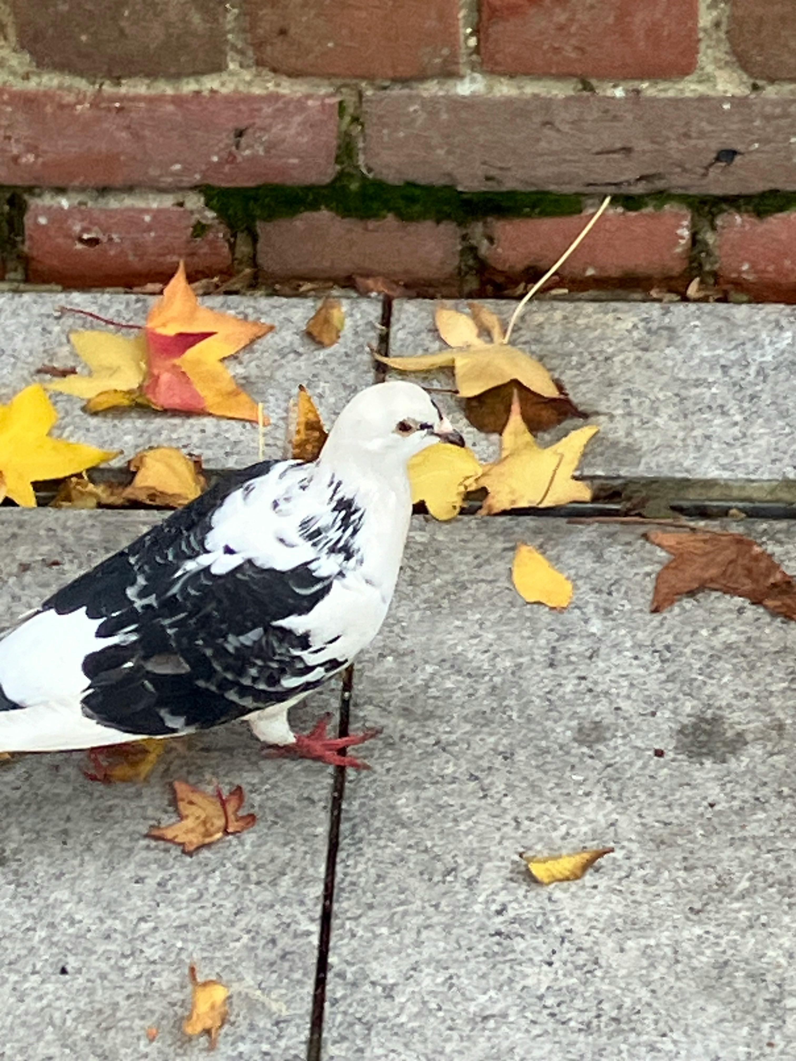 user avatar image for Bailey Mickleburgh