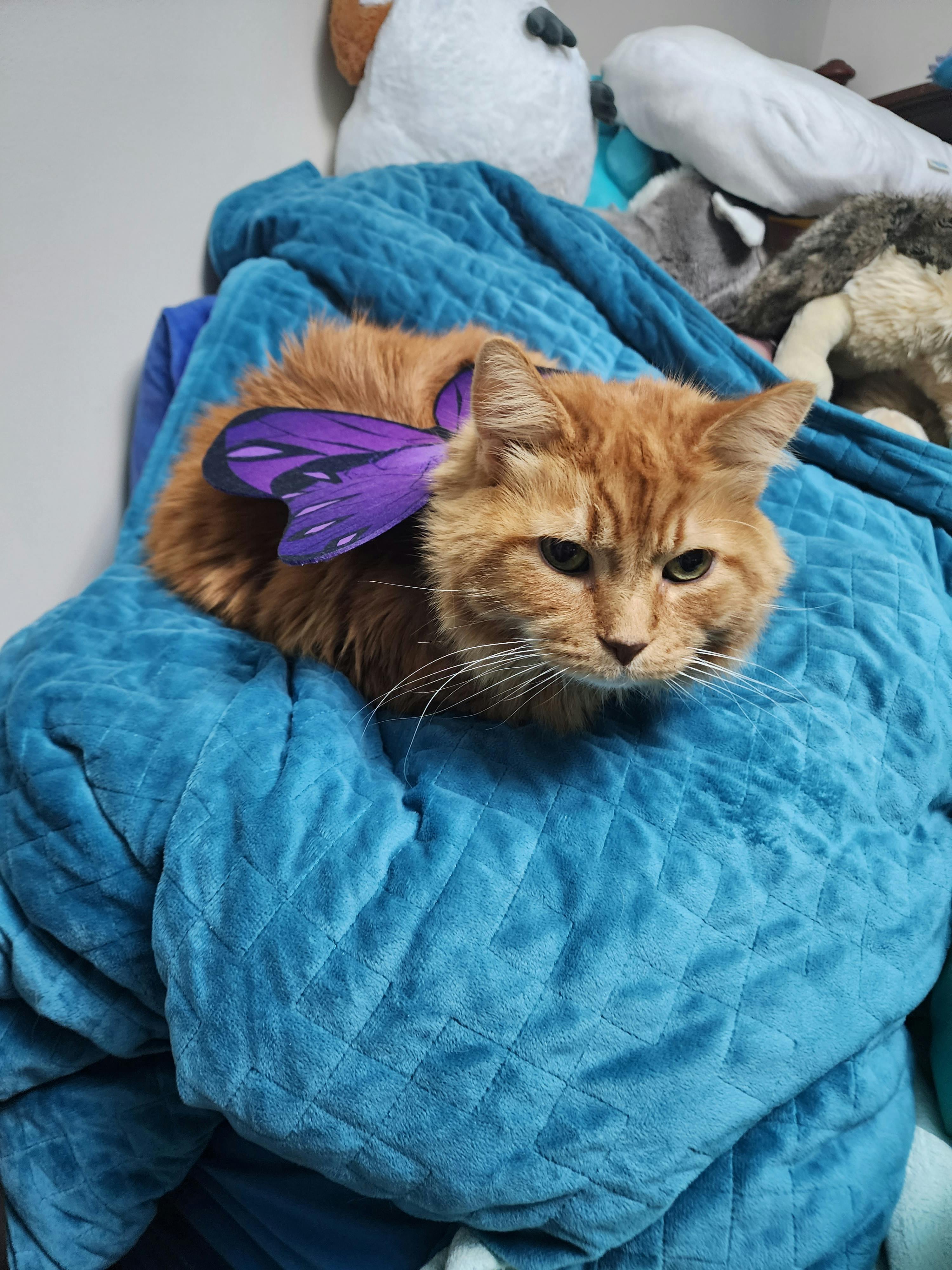 user avatar image for Cat G