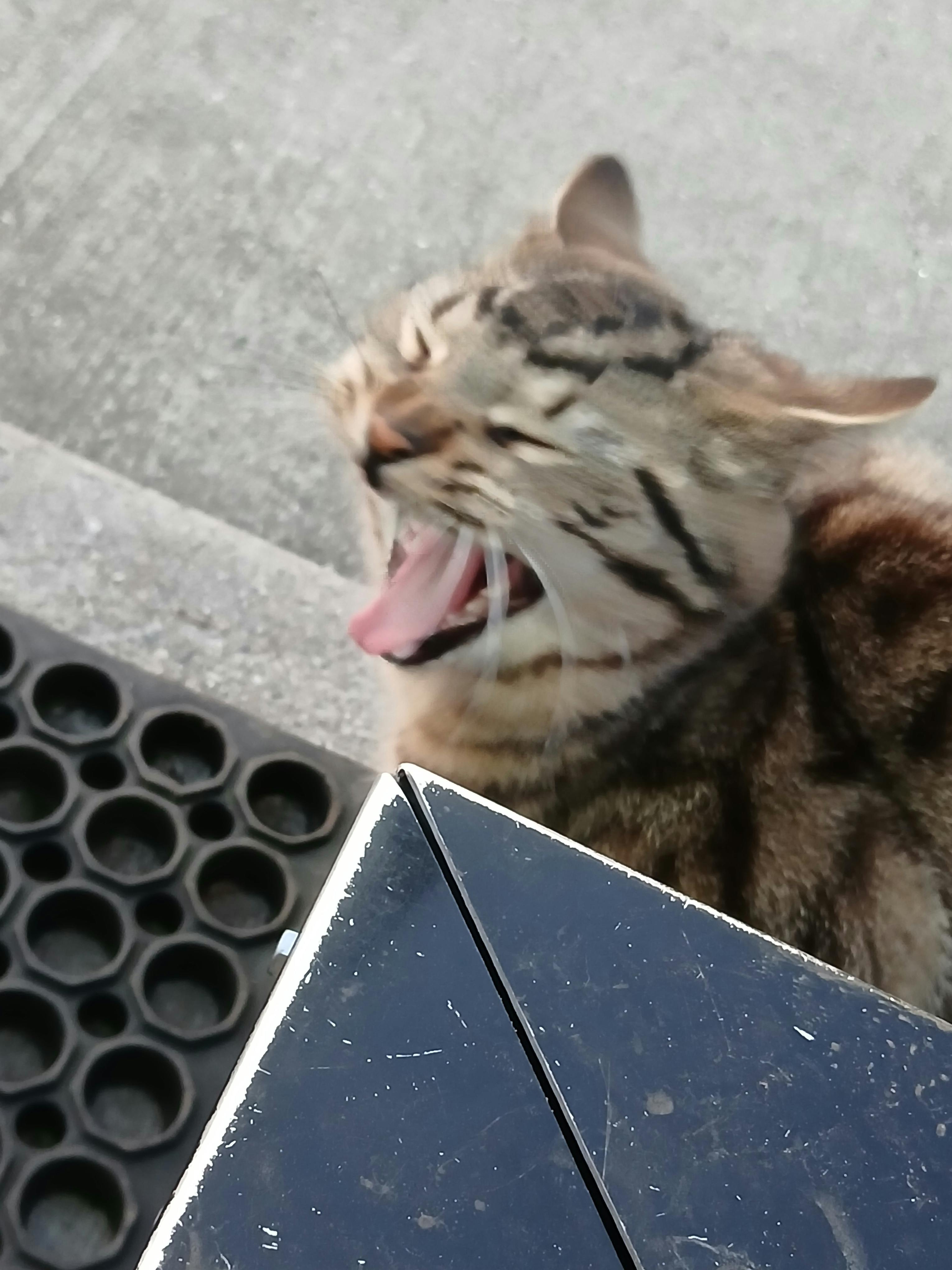 user avatar image for Zebra