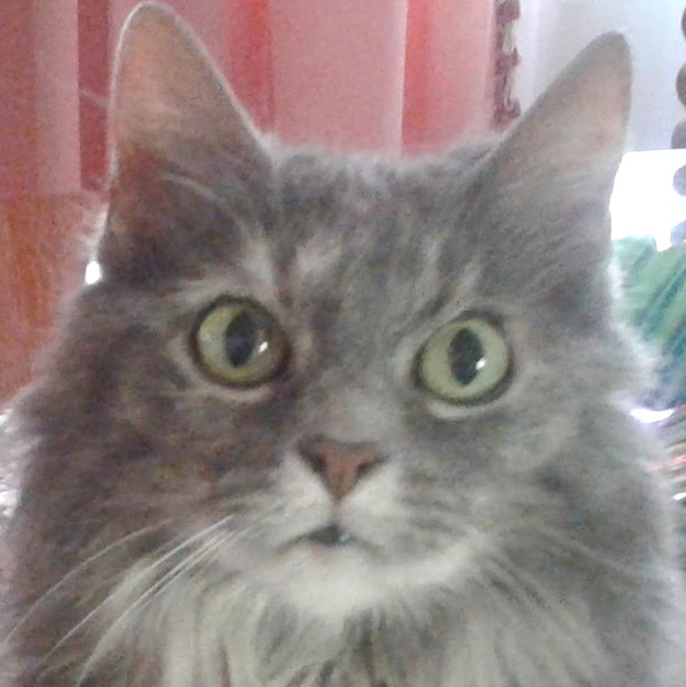user avatar image for Surille
