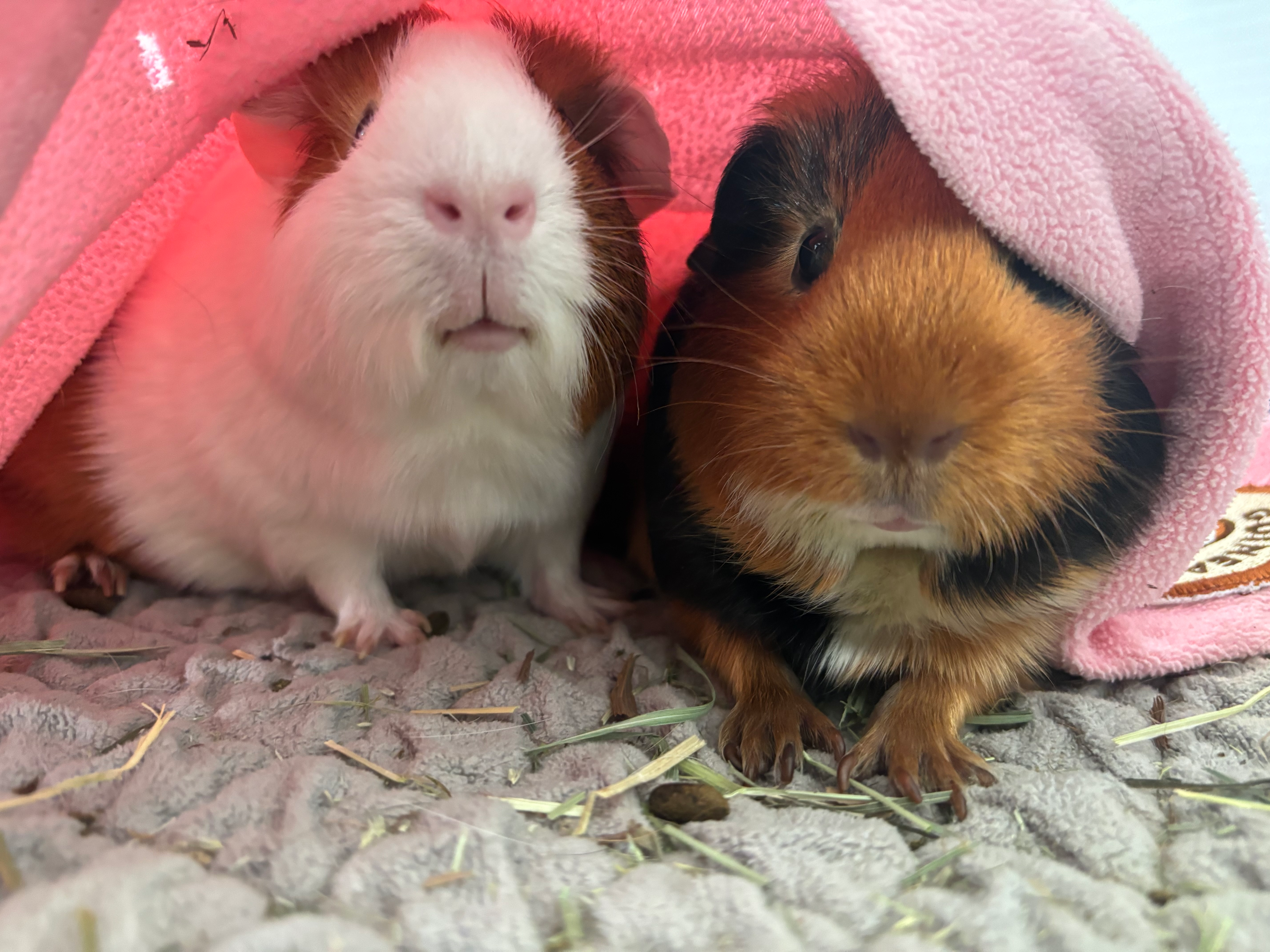 user avatar image for Ally B