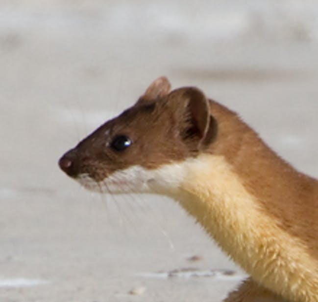 user avatar image for Stoatsie