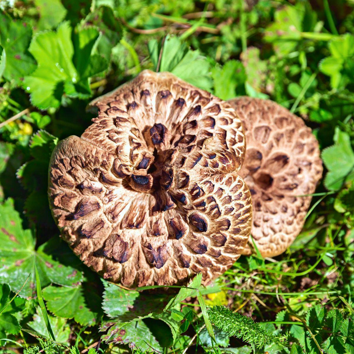 Shingled Hedgehog
