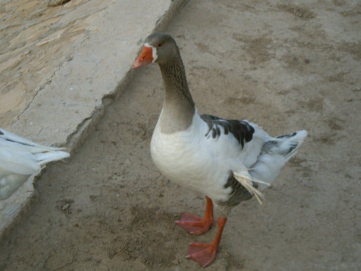 user avatar image for Kragzul