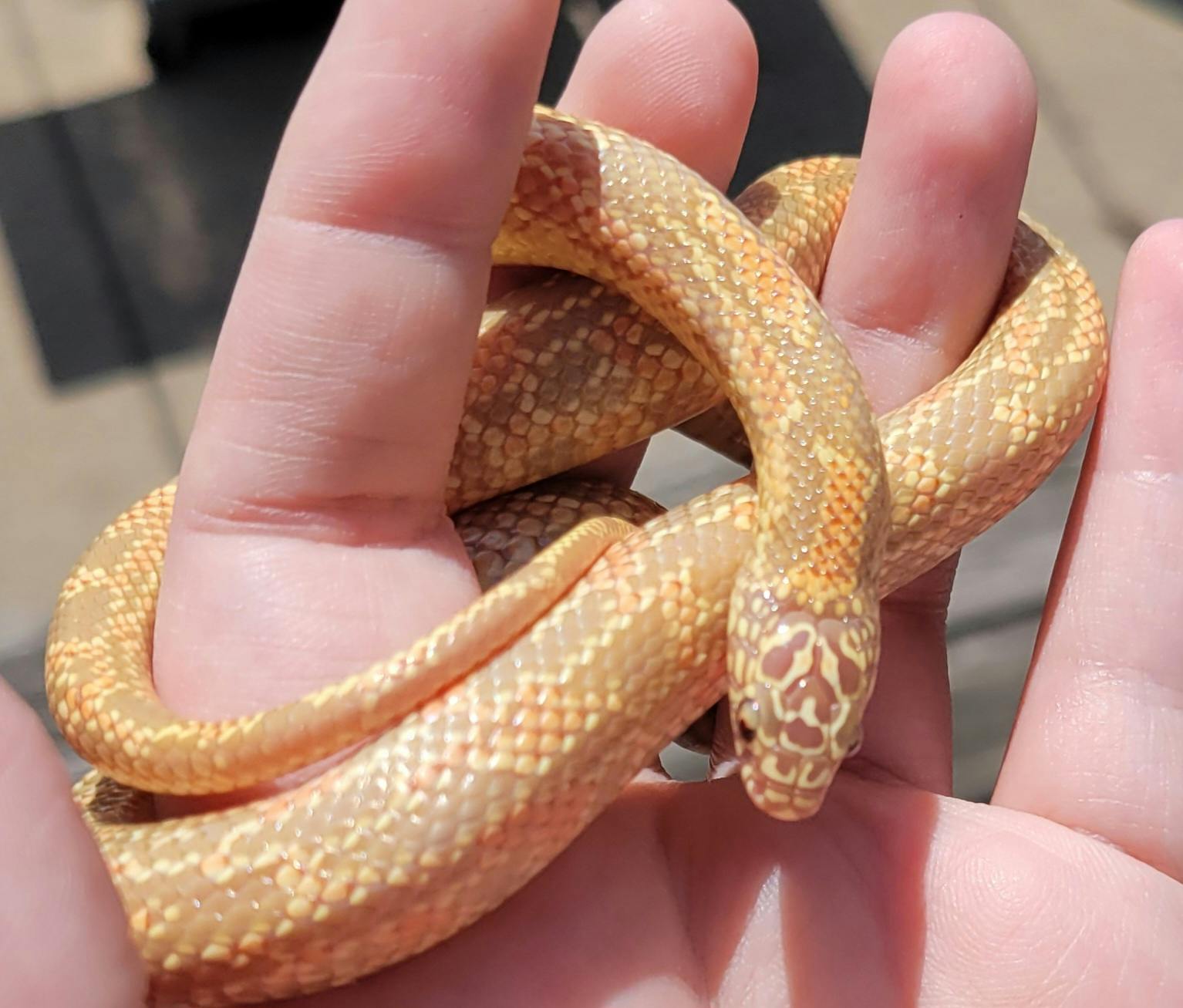 user avatar image for iheart801