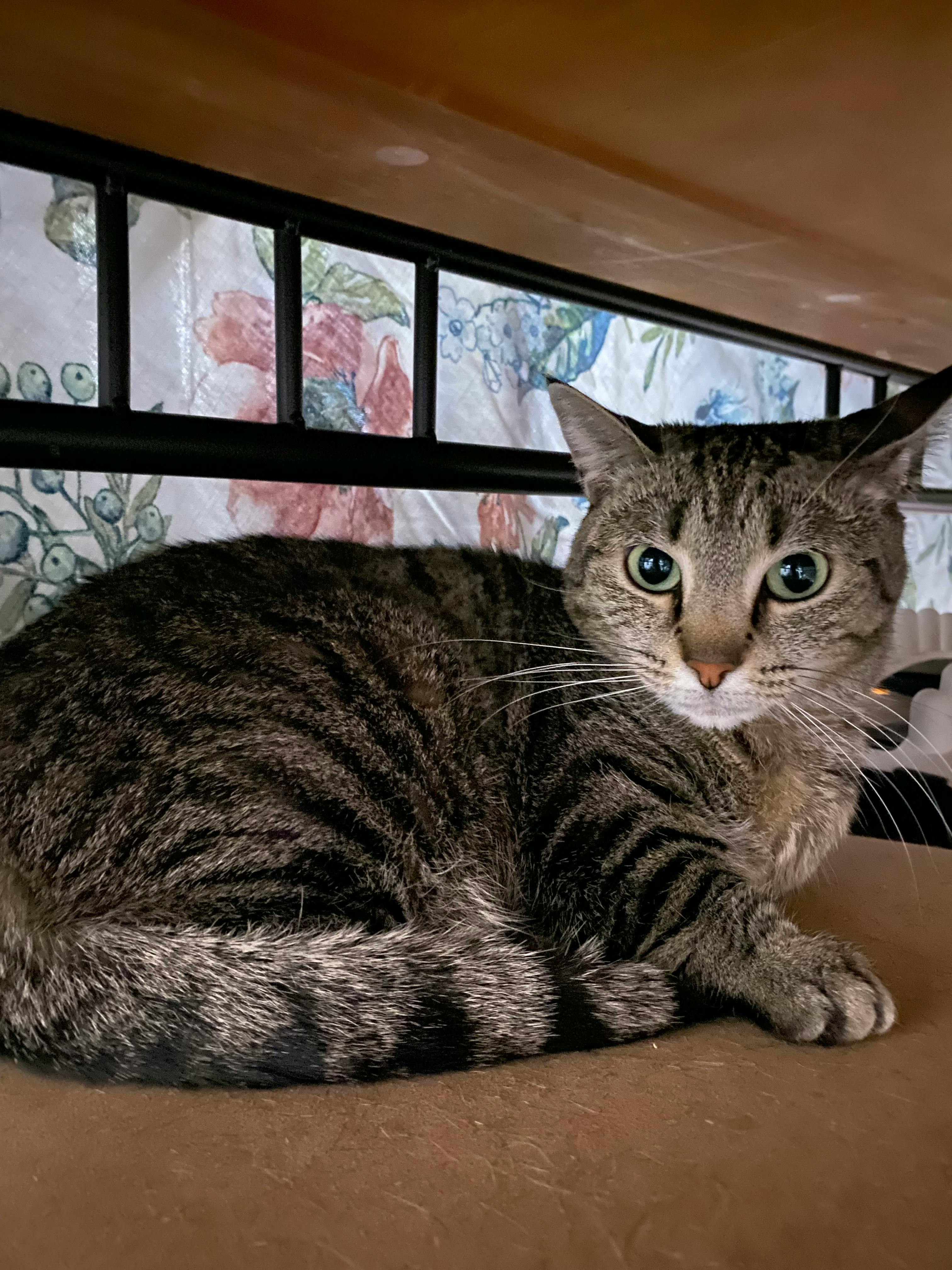 user avatar image for MommaMeow70