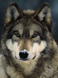 user avatar image for Stellawolf13 