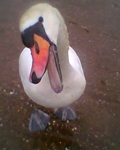 user avatar image for Lisa Mason