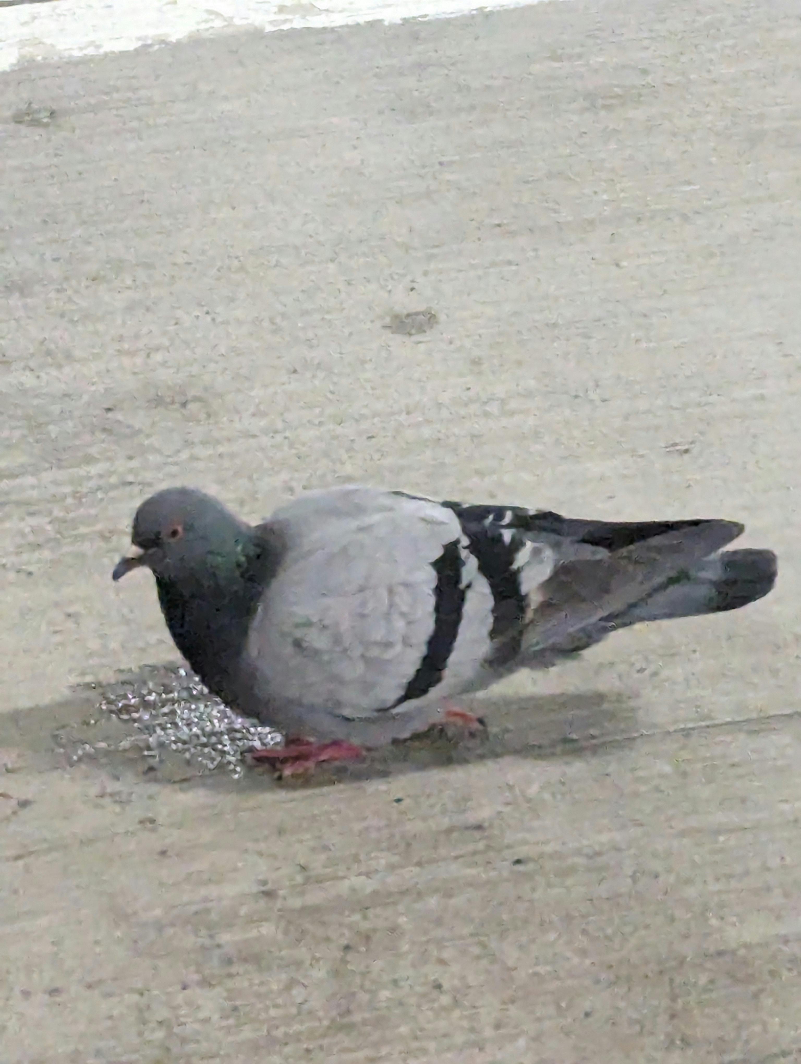 user avatar image for Shay Merker 