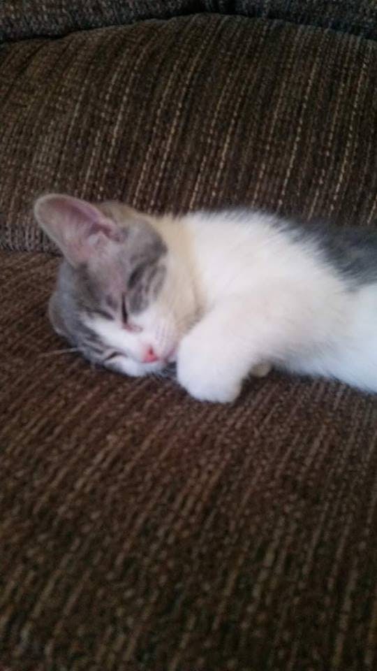 user avatar image for NoirFaeNocturne