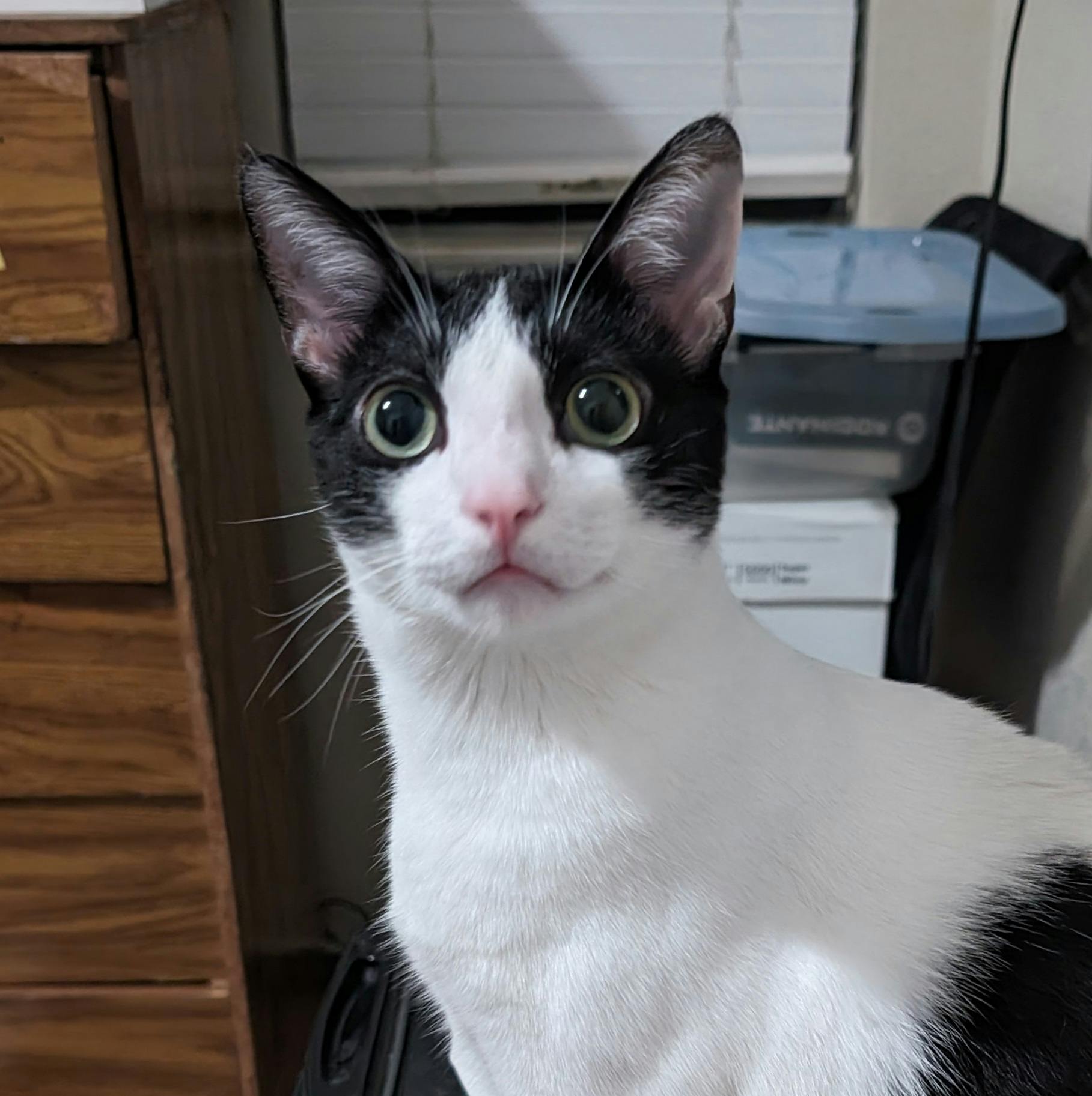 user avatar image for WeirdMegBeth