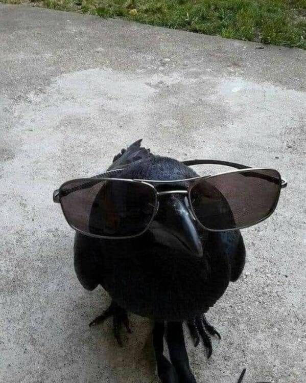 user avatar image for Crow