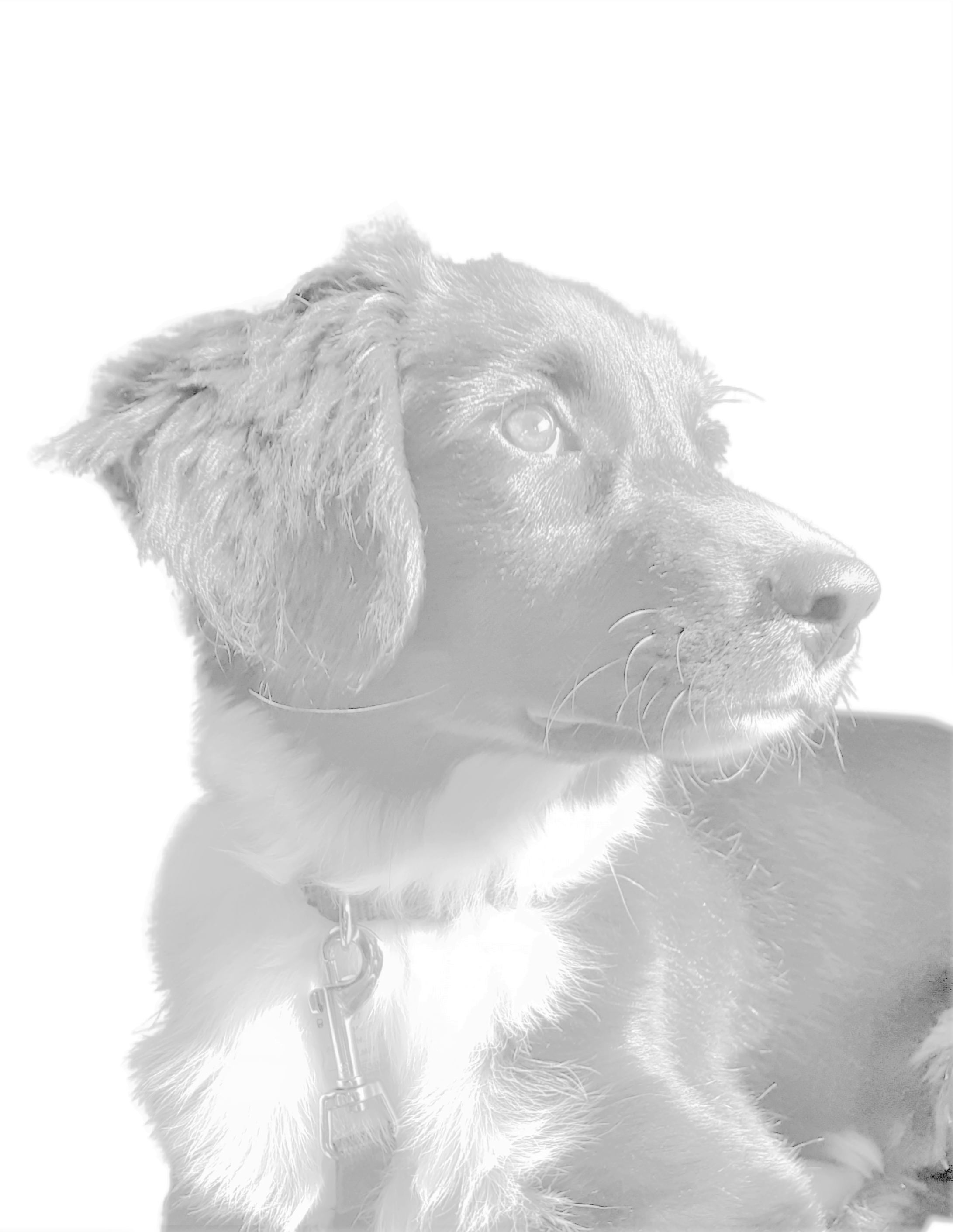 user avatar image for Mascangel