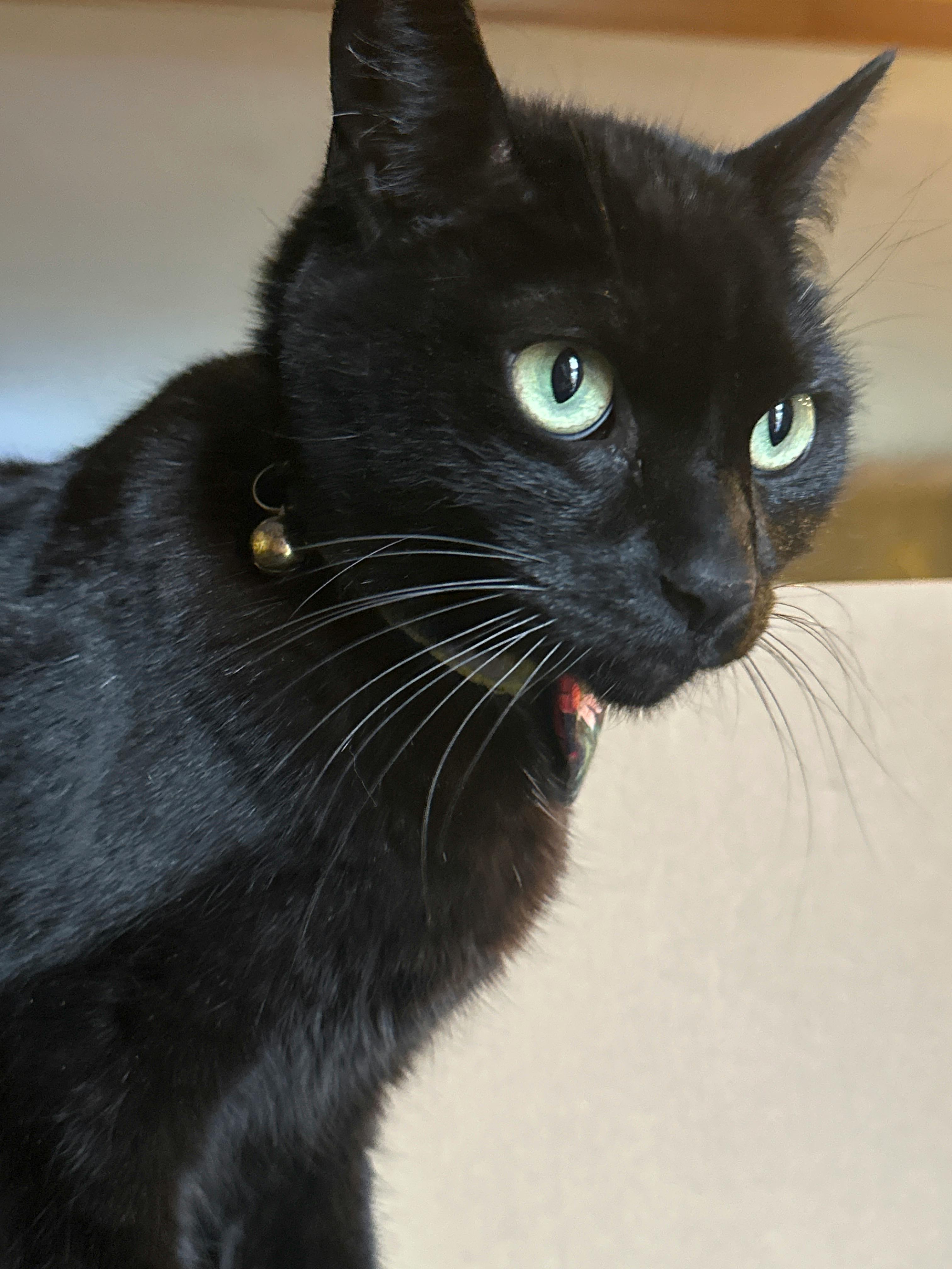 user avatar image for beeposleepo