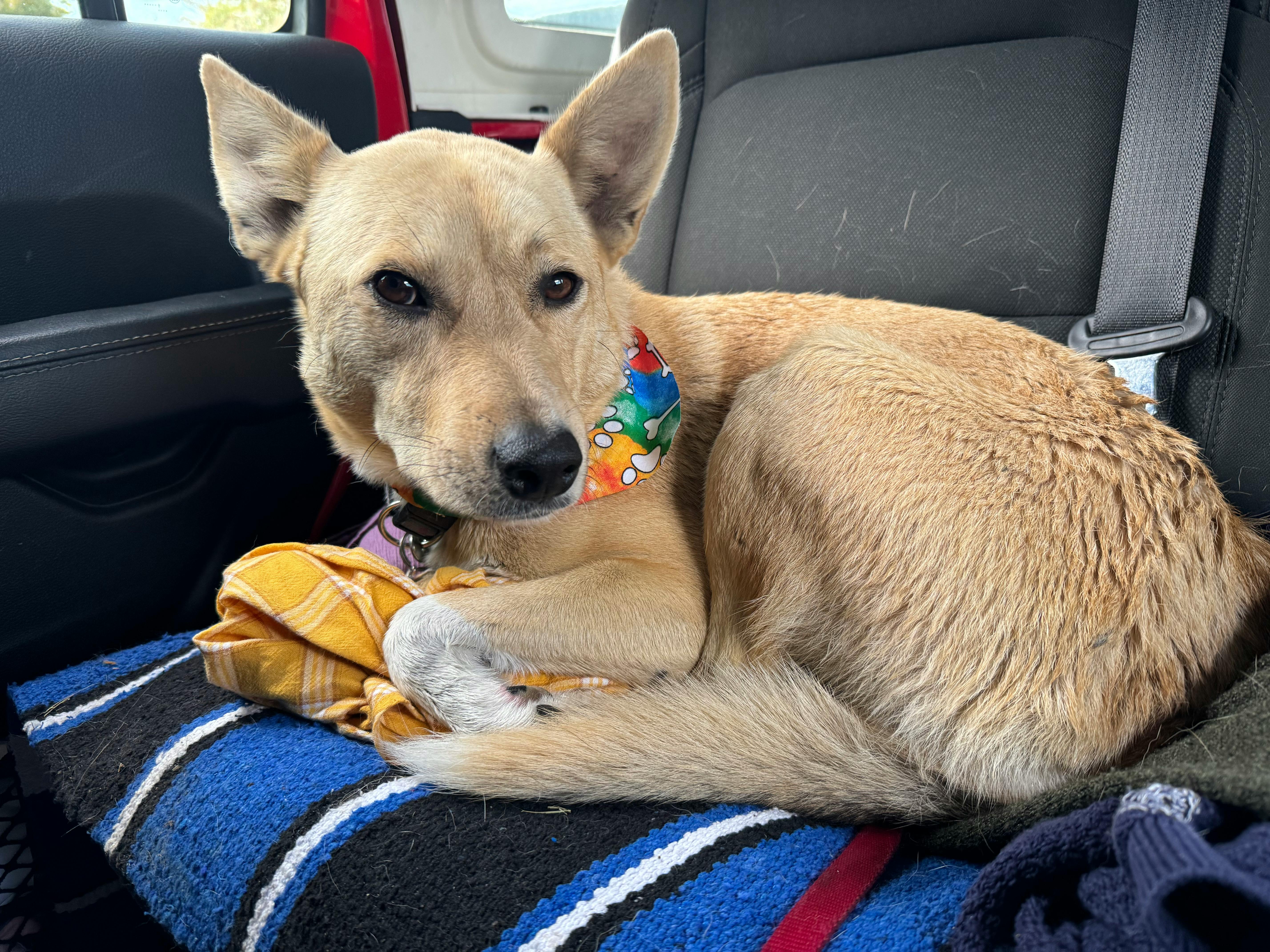 user avatar image for Cheyanne