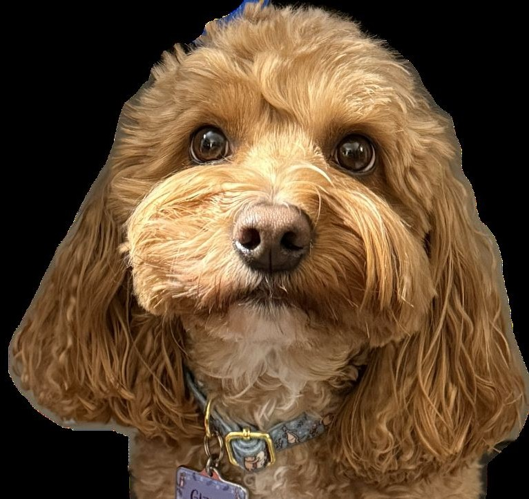 user avatar image for Todd Henry