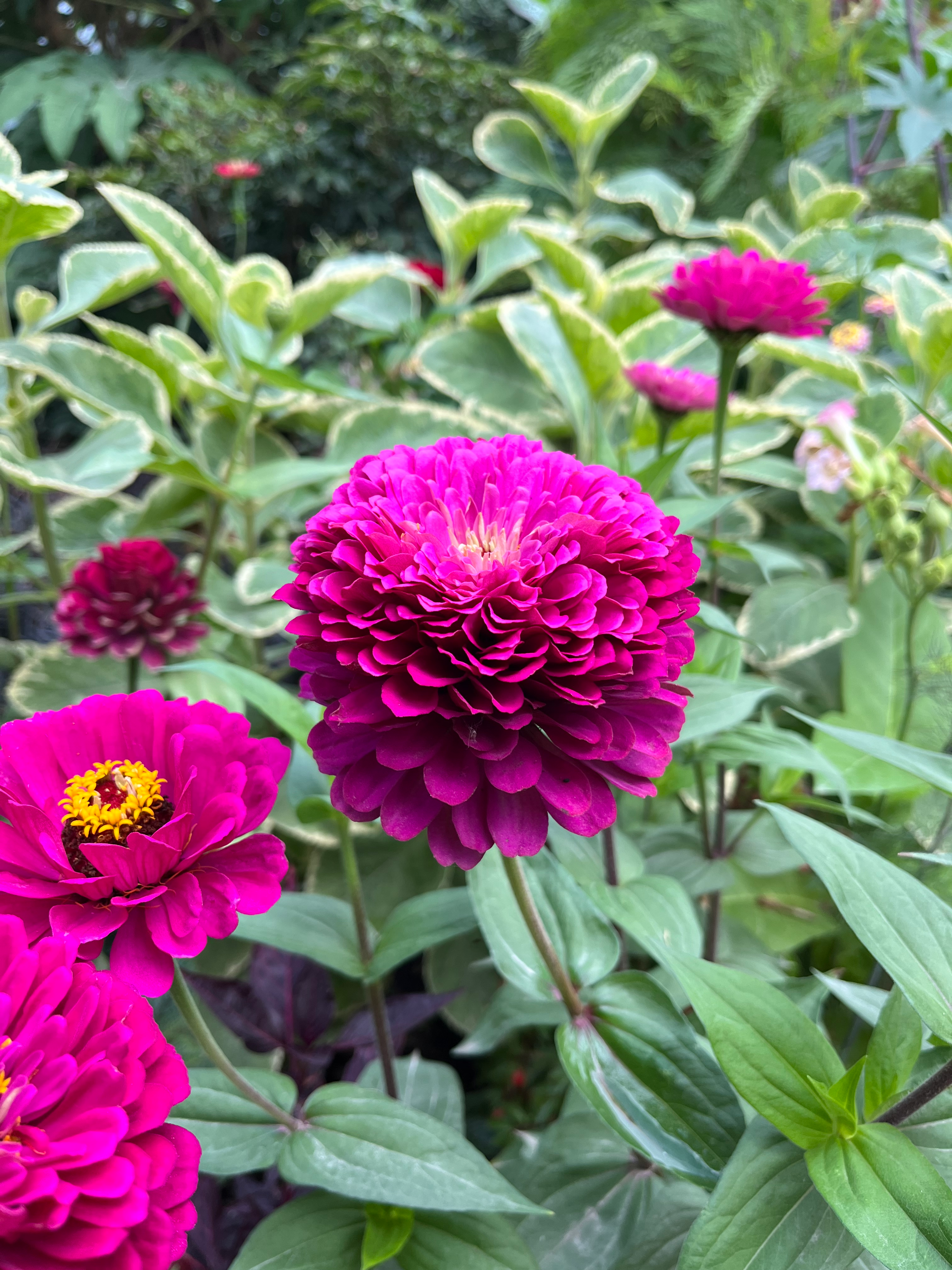 user avatar image for Jahnvi Singh