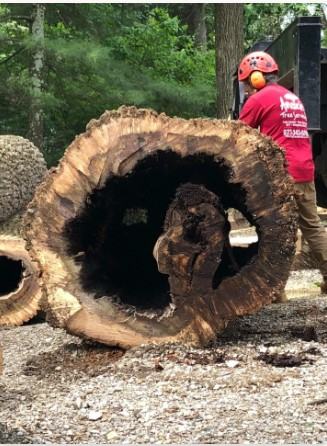 Amazing Tree Services