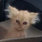 user avatar image for e rainbow bee