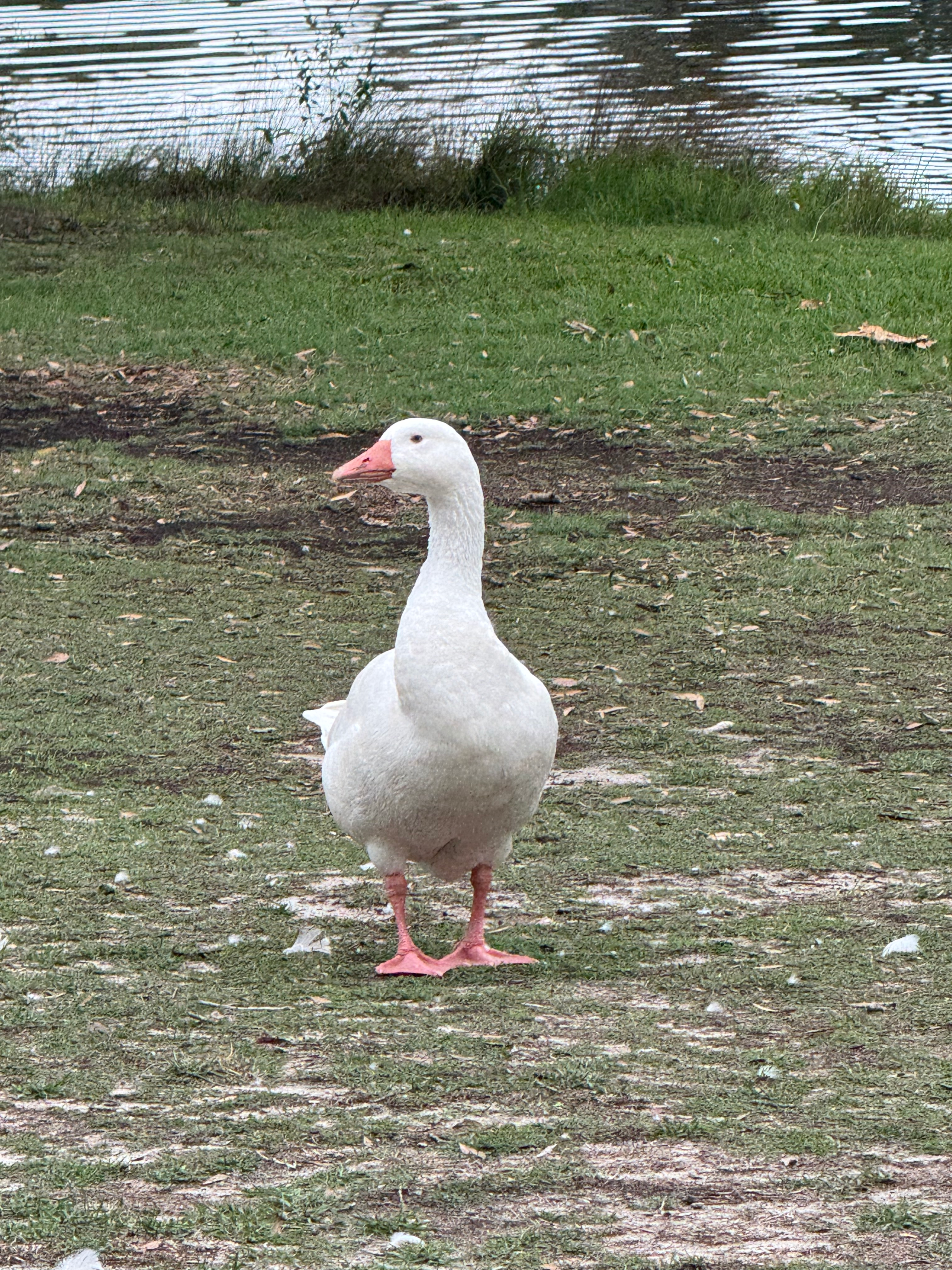 user avatar image for Brit