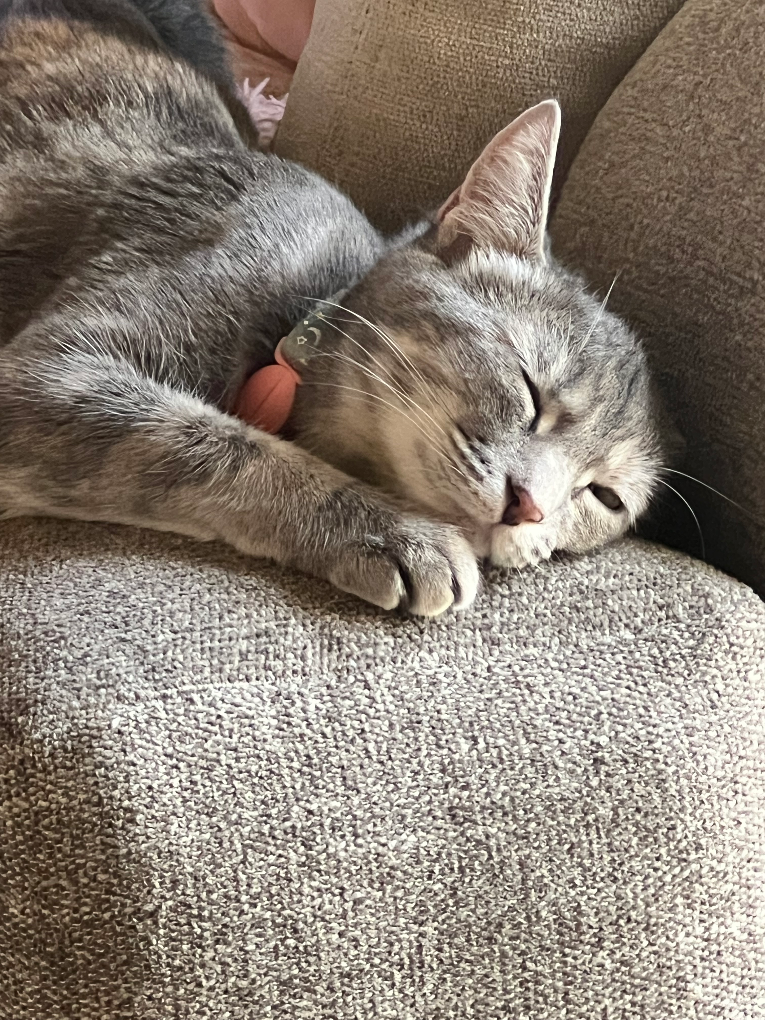 user avatar image for Ellie